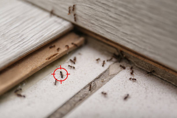 Best Flea Control Services  in Altamont, TN